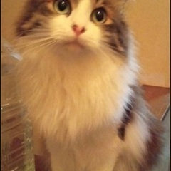長毛美猫🌹もこちゃん【里親様決定】