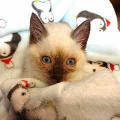 in春日井市☆全部で子猫が50匹～2会場で子猫の大祭！☆2023...