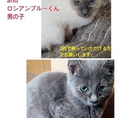 2匹譲渡です。シャムくんandロシアンブルーくん☆約2ヶ月のかわ...