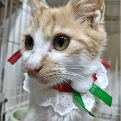 自ら捕まりにきたスリゴロ茶々丸くん　お話し中