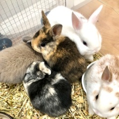 ミニうさぎフェア開催中です！