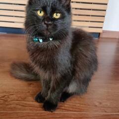 迷子猫ちゃん保護してます