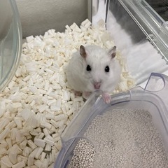 決まりました！ジャンガリアンハムスター