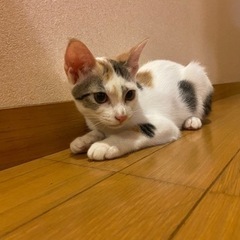 ミミとテト🎵