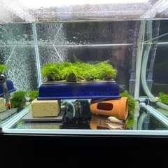 【再終値下げ】コトブキ工芸　レグラスR-600L フレーム曲げガラス水槽の画像