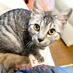 甘えん坊サバトラ男の子【譲渡会参加】