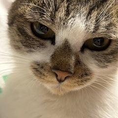 【✨交渉中✨】人懐っこいメス猫です！