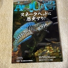 月刊アクアライフNo.528 スネークヘッド特集