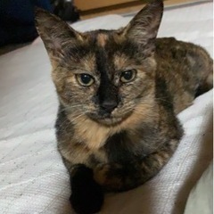 お話中　よく食べる。女の子です。🐱の画像