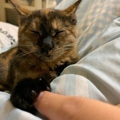 お話中　よく食べる。女の子です。🐱 - 伊達市