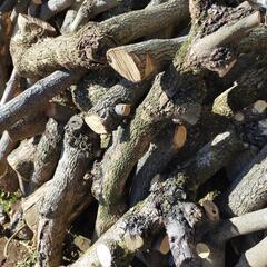 薪（伐採後２か月経過）の画像