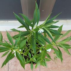 鳳仙花（ホウセンカ）🌿観葉植物の画像