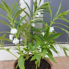 鳳仙花（ホウセンカ）🌿観葉植物の画像
