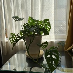 観葉植物　マドカズラ（掲載は2月中旬まで）