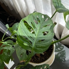 観葉植物　マドカズラ（掲載は2月中旬まで）の画像