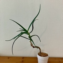 観葉植物　アロエ