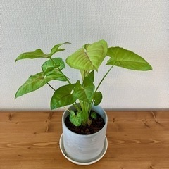 観葉植物　シンゴニウム