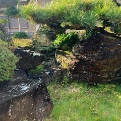 庭石譲ります。　