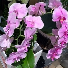 椎茸の木欲しいです🥰