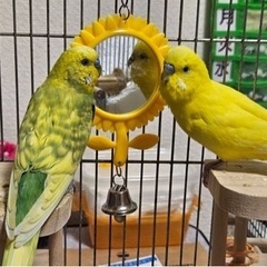 セキセイインコ  オス 2羽