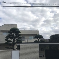 植木屋　正社員　アルバイト募集　学生可　日給12000円〜　日払い可の画像