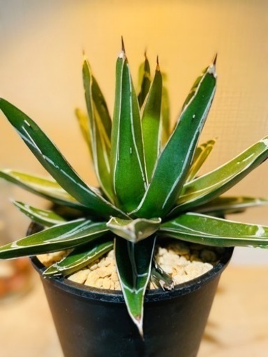 4号大！！！お得！！美型　アガベ・ビクトリア レジーナ　カッコいい
