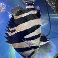 ダトニオ