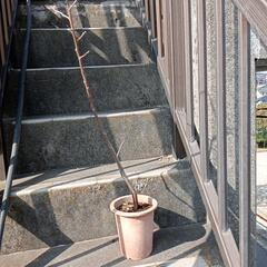 柿の鉢植え 90cm ほどの画像