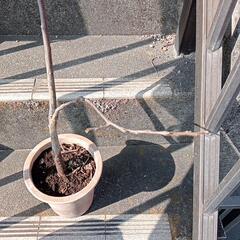 柿の鉢植え 90cm ほどの画像