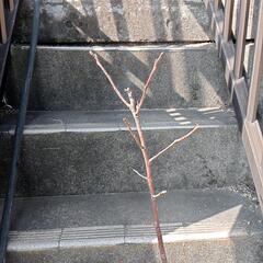 柿の鉢植え 90cm ほどの画像