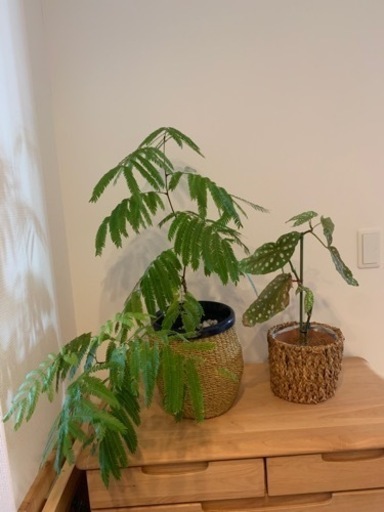 観葉植物2点