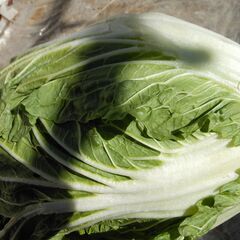 完全無農薬　オーガニック栽培　白菜　２玉　３００円