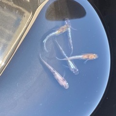 花魁メダカ　10匹の画像