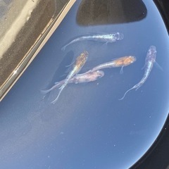 花魁メダカ　10匹の画像