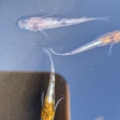 花魁メダカ　10匹の画像