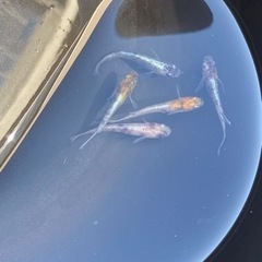 花魁メダカ　10匹の画像