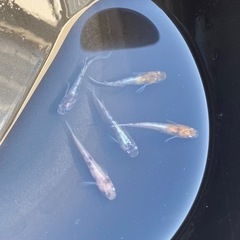 花魁メダカ　10匹の画像
