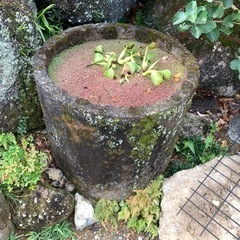 水鉢　庭園　ガーデニング