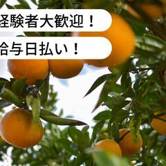 【日払い】愛媛県宇和島市吉田町深浦でみかんの収穫・サンテ掛け・運...