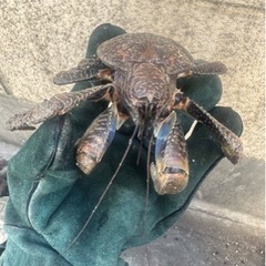【年末値下げ！】ヤシガニ　沖縄県産