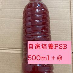500ml 500円 自家培養PSB【アクアリウム 水質浄化  ...