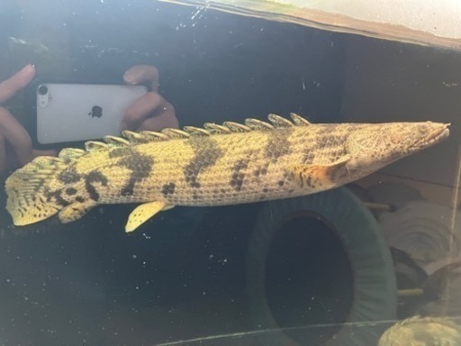 熱帯魚　エンドリケリー約52㎝　極太個体　