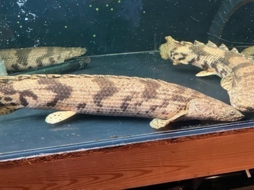 熱帯魚　エンドリケリー約52㎝　極太個体