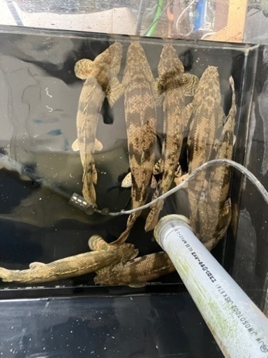 熱帯魚　エンドリケリー約52㎝　極太個体　
