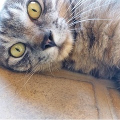 ★里親募集★ グレーキジトラ  メスの猫ちゃんです。