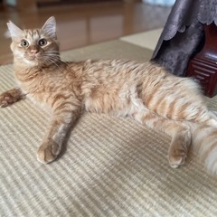 茶虎の中毛の尻尾がもふもふ♡穏やかすぎる男の子♡