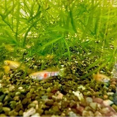 ☆　ゴールデンギンガ　２ペア　☆