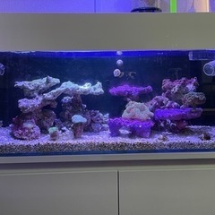 【引取決定しました】水槽セット【大至急引取希望】