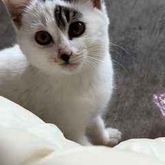 3ヶ月ミケねこちゃん(メス)里親さん募集！