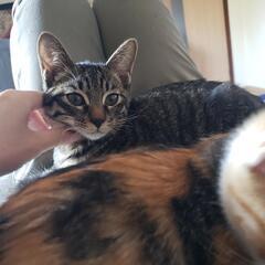 お家決まりました♪ - 猫